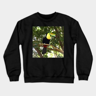 Keel-billed Toucan Crewneck Sweatshirt